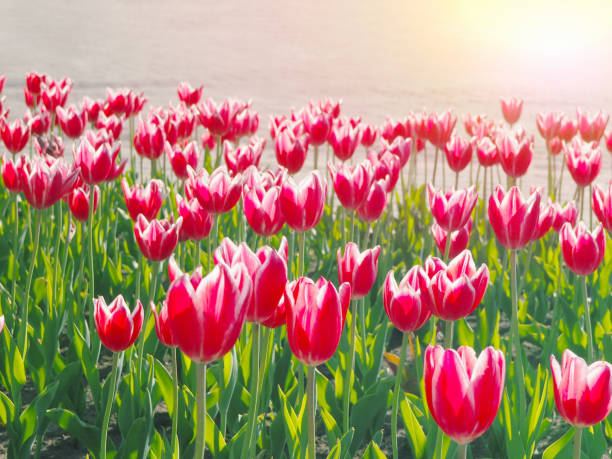 istock Beautiful red tulips field at the park 1165643833