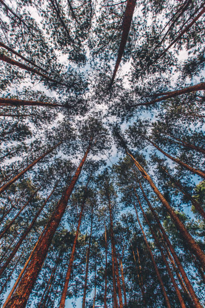 istock Pinus mugo - It is also known as creeping pine, dwarf mountain pine 1165645057