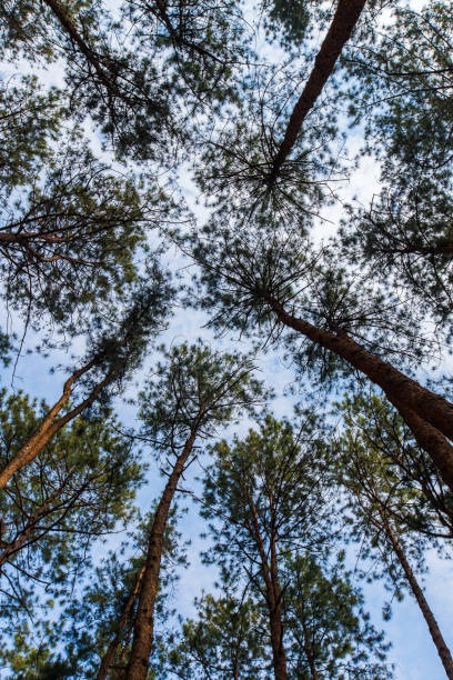 istock Pinus mugo - It is also known as creeping pine, dwarf mountain pine 1165645171
