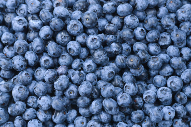 istock Fresh blueberry background. Texture blueberry berries close up. 1165645361