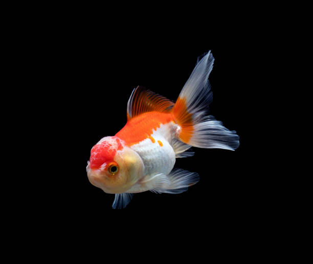 istock goldfish isolated on a dark black background 1165646792