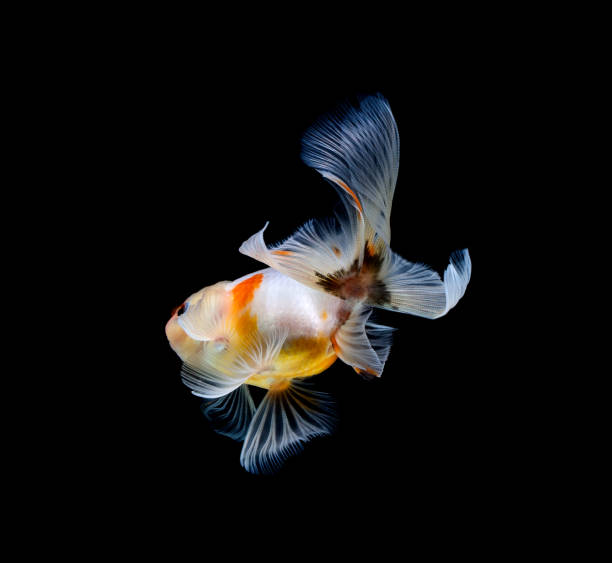 istock goldfish isolated on a dark black background 1165646793