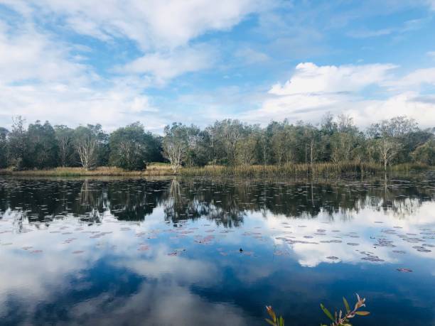 istock Paperbark Forest and Lake Reflections 5 1165647801
