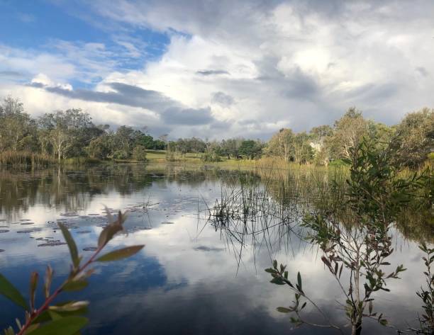 istock Paperbark Forest and Lake Reflections 8 1165648344