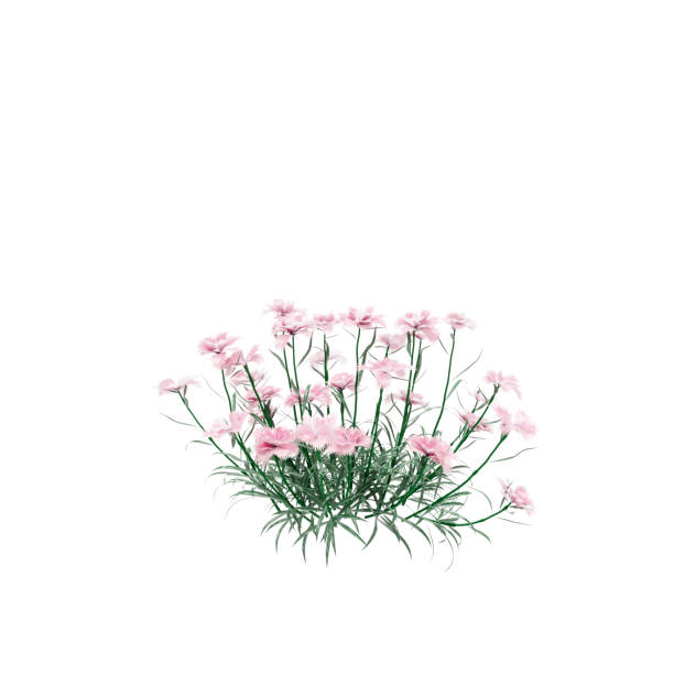 istock Decorative Carnation wild plant isolated on white background. 3D Rendering, Illustration. 1165649176