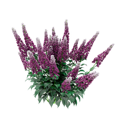 Decorative Summer lilac, Butterfly bush plant isolated on white background. 3D Rendering, Illustration.