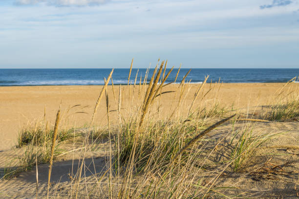 grama da praia na praia em virgínia beach, va - tourist resort horizon over water usa virginia - fotografias e filmes do acervo