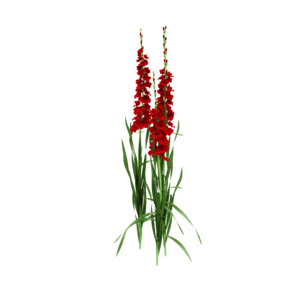 istock Decorative Gladiolus Gandavensis plant isolated on white background. 3D Rendering, Illustration. 1165649740