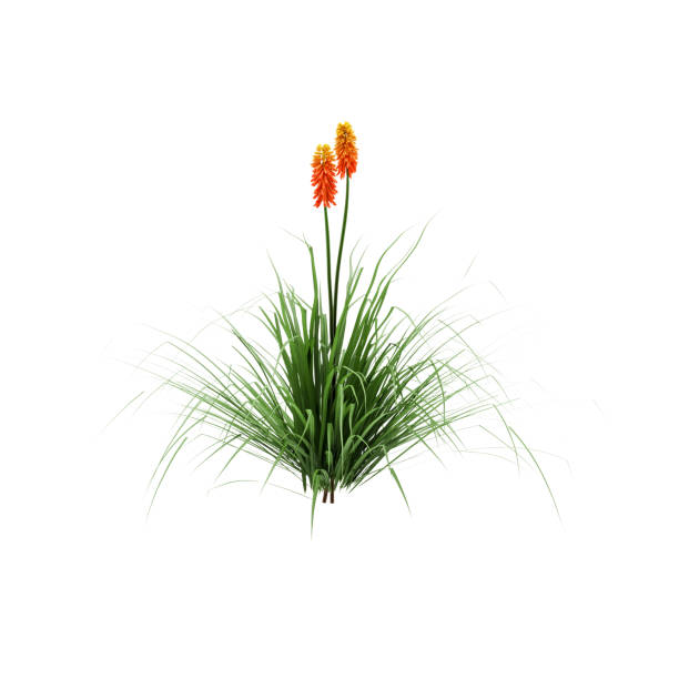 istock Decorative Red hot poker plant isolated on white background. 3D Rendering, Illustration. 1165649748
