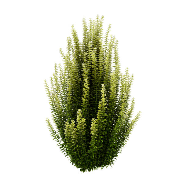 Decorative Japanese holly, Box leaved holly plant isolated on white background. 3D Rendering, Illustration.