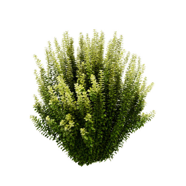 istock Decorative Japanese holly, Box leaved holly plant isolated on white background. 3D Rendering, Illustration. 1165649769