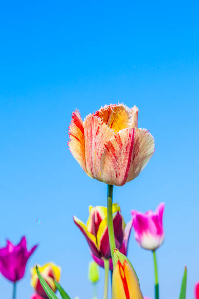 istock field with blooming colorful tulips 1165649821