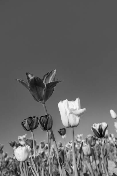 istock field with blooming colorful tulips 1165649835
