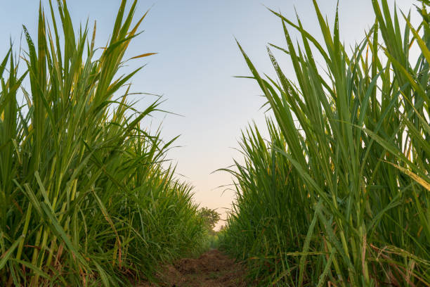 istock The grass is planted for animal feed. 1165650903