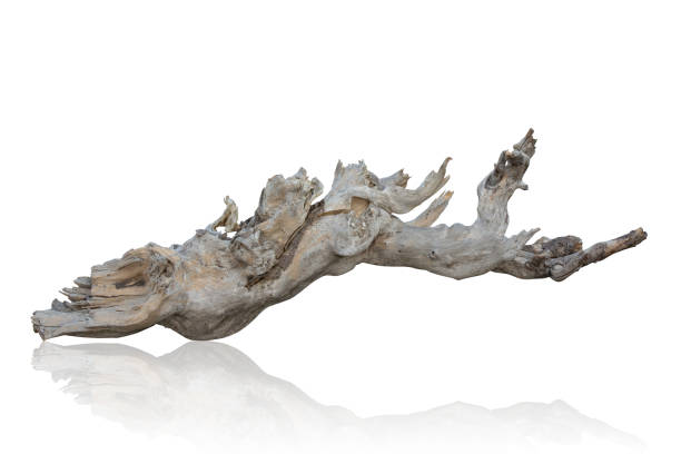 close-up of driftwood against white background clipping path - driftwood wood textured isolated imagens e fotografias de stock