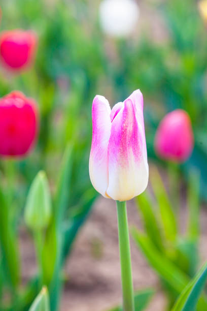 istock field with blooming colorful tulips 1165653289