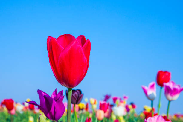istock field with blooming colorful tulips 1165653334