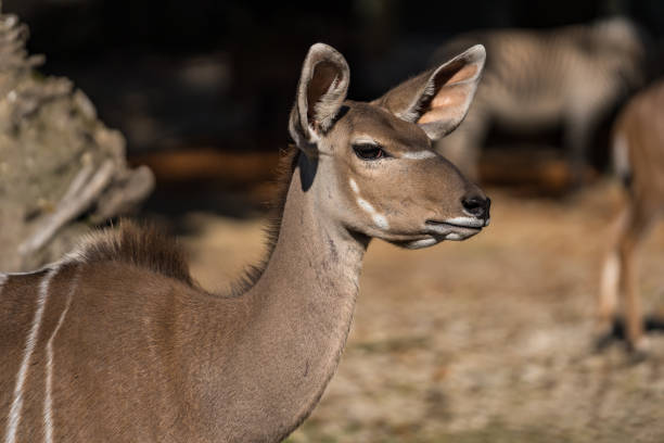 istock Greater kudu, Tragelaphus strepsiceros is a woodland antelope 1165657642