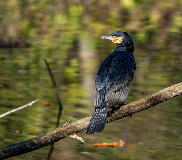 istock The great cormorant, Phalacrocorax carbo drying his feathers. 1165658531
