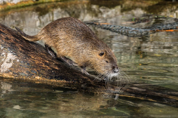 istock Coypu, Myocastor coypus, also known as river rat or nutria 1165658754
