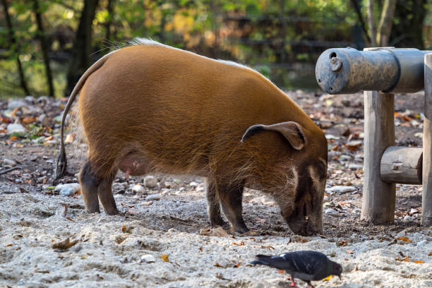 istock Red river hog, Potamochoerus porcus, also known as the bush pig. 1165658968