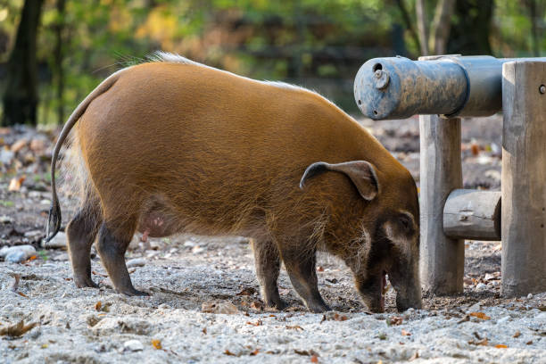 istock Red river hog, Potamochoerus porcus, also known as the bush pig. 1165659233