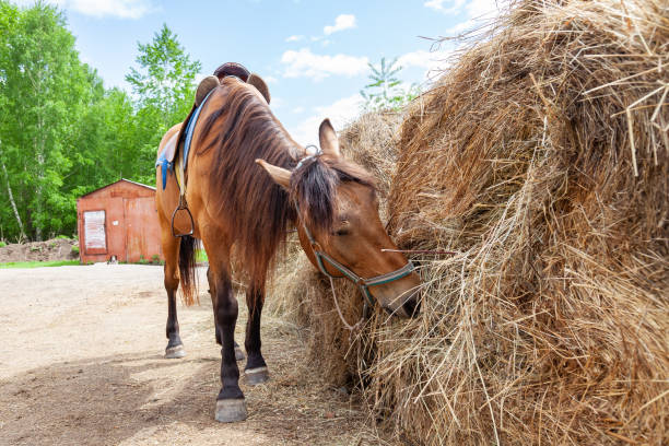 istock A brown arabian horse with a saddle on his back bowed his head and eats hay from a dry stack 1165660041