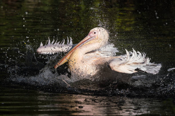 istock Great White Pelican, Pelecanus onocrotalus in the zoo 1165660170