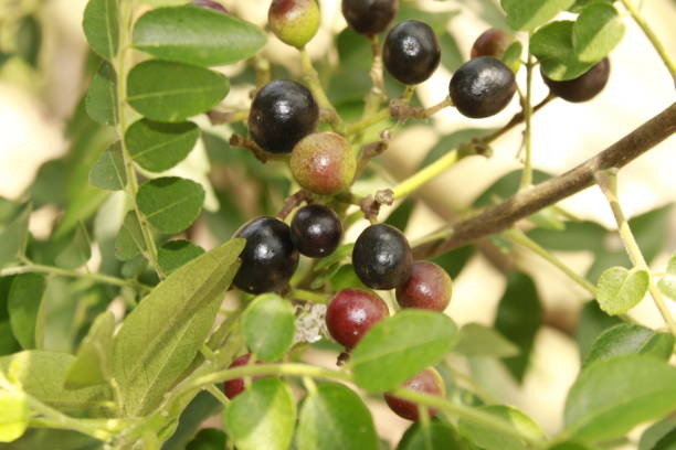 istock Curry leaves and its fruits, India 1165661200