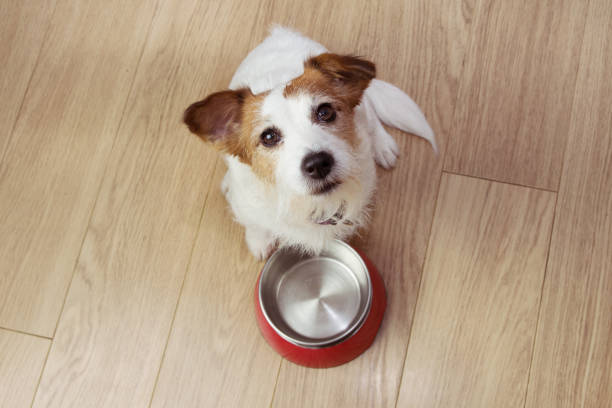 alimento de cão com fome com uma bacia vazia vermelha. opinião de ângulo elevado. - dog eating puppy food - fotografias e filmes do acervo