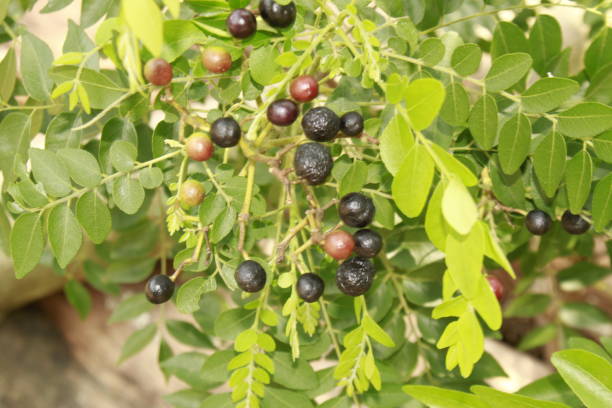 istock Curry leaves and its fruits, India 1165661424