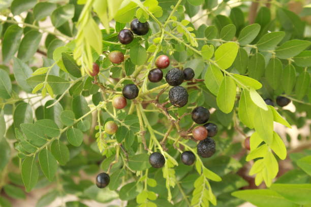 istock Curry leaves and its fruits, India 1165661562