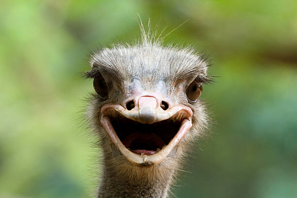 Smiling ostrich Image of ostrich looks like it is smiling at us. ostrich farm stock pictures, royalty-free photos & images
