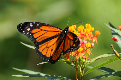Close up of monarch butterfly on butterfly weed