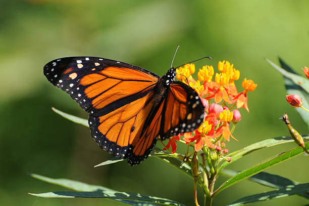 monarch butterfly, Danaus plexippus Monarch butterfly,  milkweed stock pictures, royalty-free photos & images