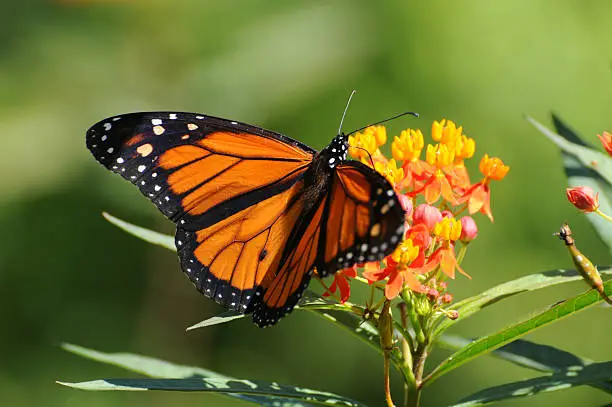 Monarch butterfly, 