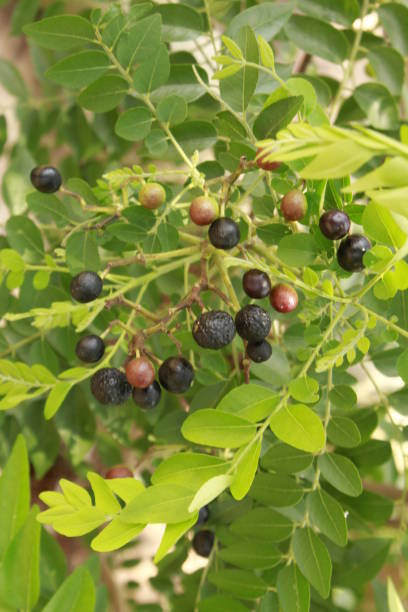 istock Curry leaves and its fruits, India 1165662173