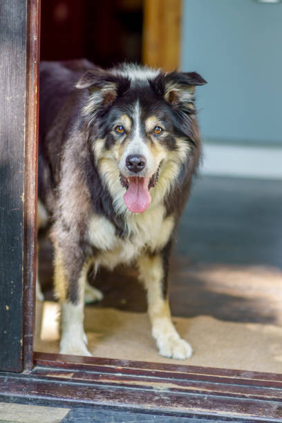 istock Border collie standing in doorway 1165662247