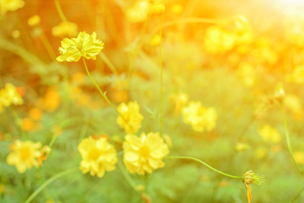 istock Yellow flowers in the morning 1165663901
