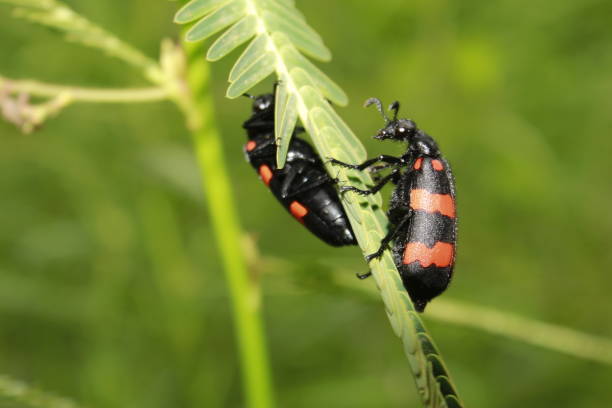 macro colpo di blister velenoso nero e rosso brillante maggiolino, mylabris pustulata. - ladybug grass leaf close up foto e immagini stock