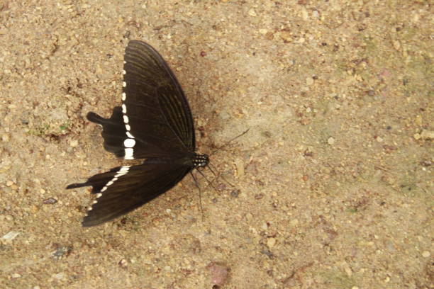 Papilio polytes, the common Mormon butterfly. India