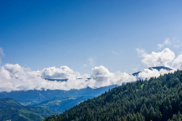 paesaggio boschivo di tacchino del mar nero e pini verdi con cielo nuvoloso blu - black forest forest sky blue foto e immagini stock