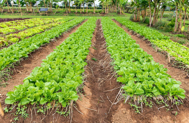 istock Salad lettuce plantation 1165665405