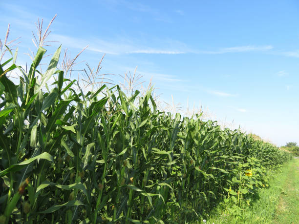 istock Corn field in summer on background of blue sky and white clouds 1165666100
