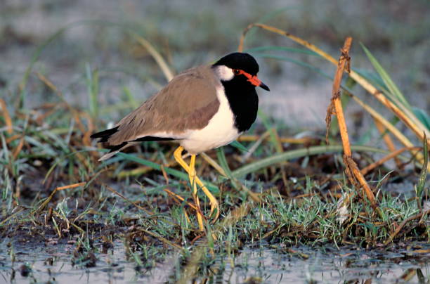 istock Red Wattled Lapwing, vanellus indicus, North India 1165666867