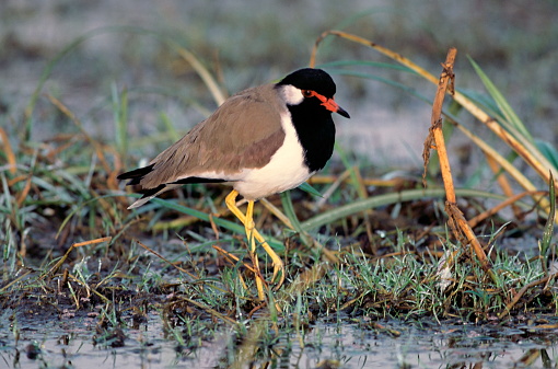 Red Wattled Lapwing, vanellus indicus, North India