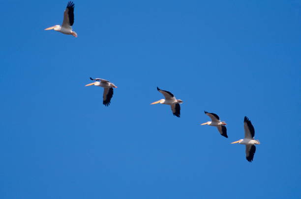 istock Great White Pelican (Pelecanus onocrotalus) in flight at Bharatpur, North India. 1165666868