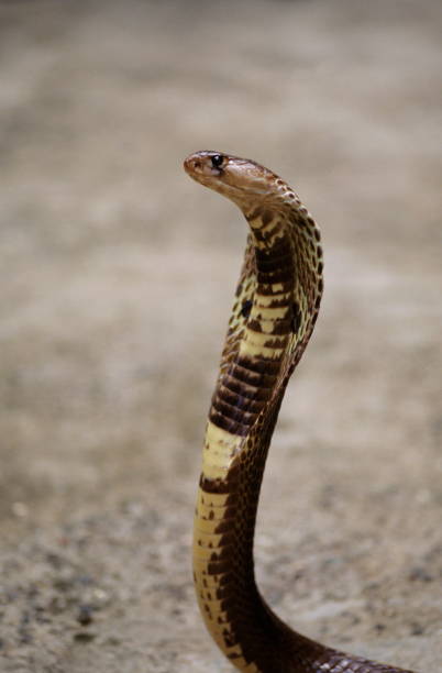 istock Indian Cobra, (Naja naja), Most famous snake from India. 1165667085