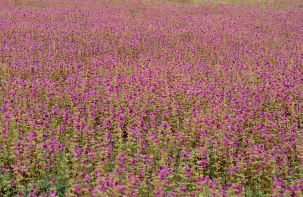 istock Balsom Flowering at Kas Platue, Satara, Maharasthra, India 1165667129