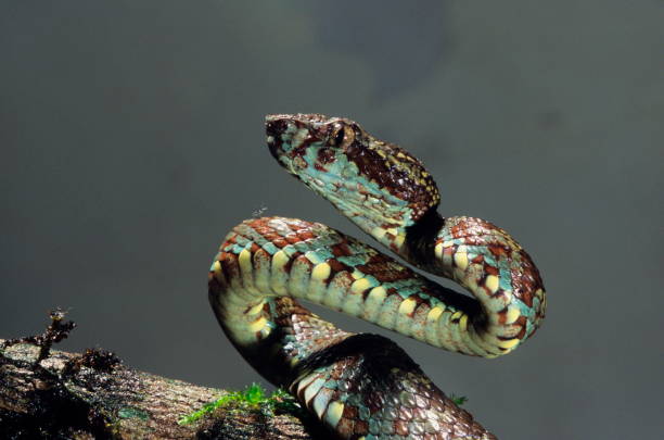 istock Malabar Pit Viper, (Trimeresurusmalabaricus) at Amboli, South Maharashtra, India. 1165667132